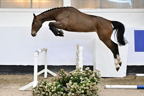 CAREUZA L Z CAREUZA L Z