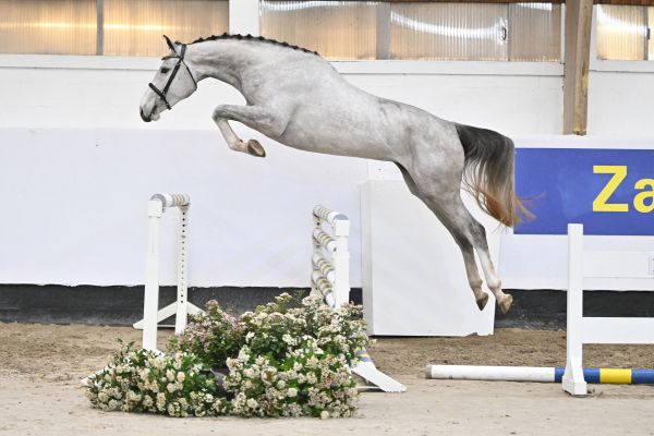 ESPERANZA Z ESPERANZA Z