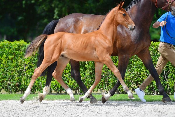 curaao-van-t-roosakker-z curaao-van-t-roosakker-z