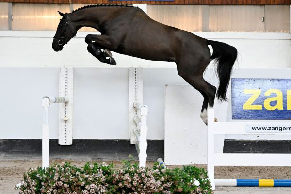 D'AMOUR VAN DEN HAZE Z 1 D'AMOUR VAN DEN HAZE Z 1