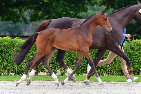 kagera-falls-db-z-83 kagera-falls-db-z-83