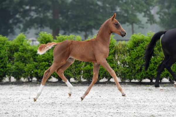 codex-beretta-aeg-z codex-beretta-aeg-z