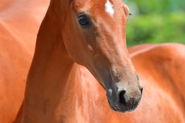 especial-for-fun-z-93 especial-for-fun-z-93