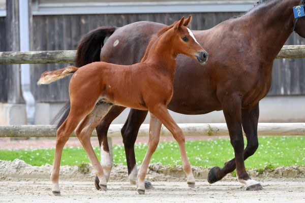 palerme-concept-z palerme-concept-z