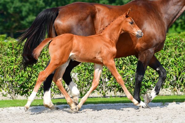 crown-prince-vd-braambeier-z crown-prince-vd-braambeier-z