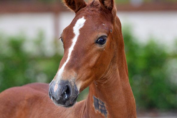 20200725-ga75710-1 20200725-ga75710-1