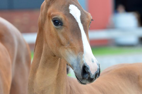 20200705-ga79203-4-large 20200705-ga79203-4-large