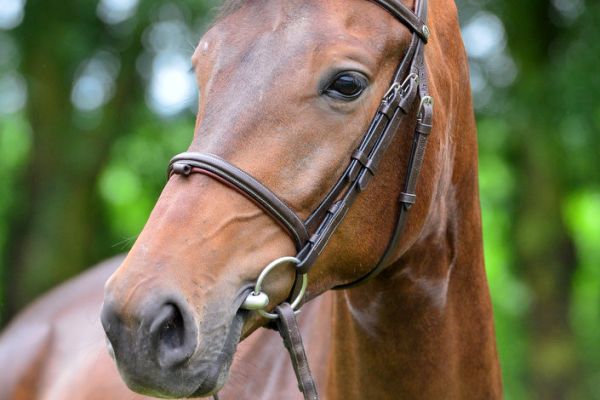 clash-van-de-hunters-z clash-van-de-hunters-z