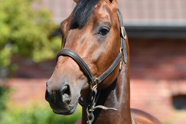 attack-van-de-hunters-z attack-van-de-hunters-z