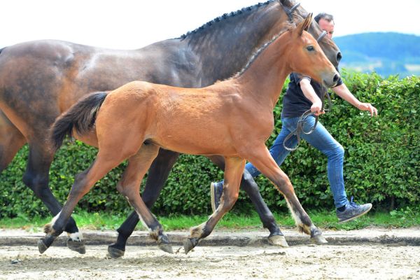 eliott-vd-hunters-z-30 eliott-vd-hunters-z-30