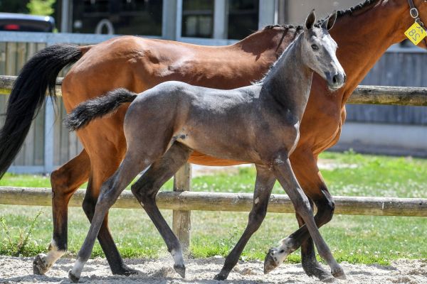 028-carlina-z5s34829-2-large 028-carlina-z5s34829-2-large