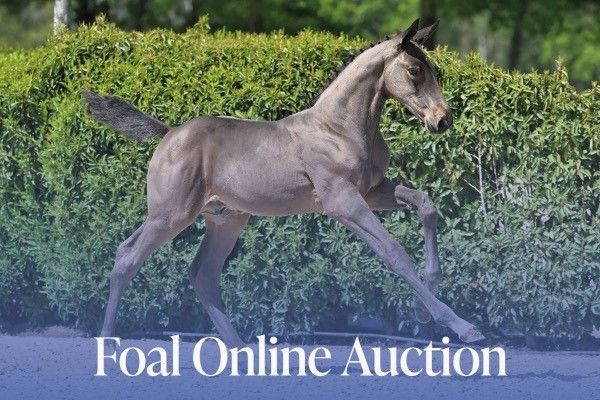 Website bannen Foal Auction August