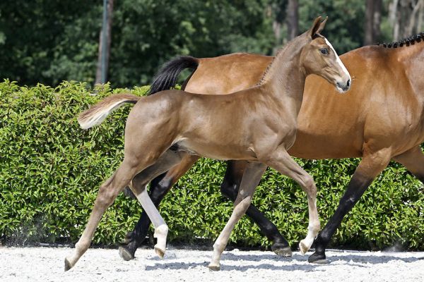 Apollo 2000 Z 1 Apollo 2000 Z 1