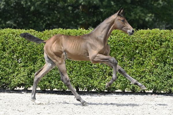 z-26-july--19199 cassius 1 z-26-july--19199 cassius 1