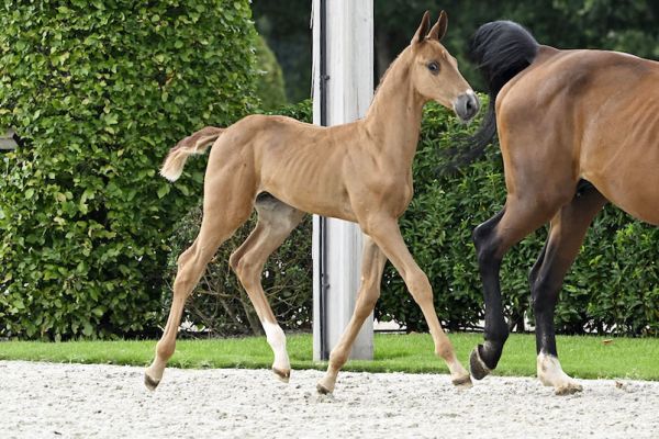 Dionysius 2000 Z Dionysius 2000 Z