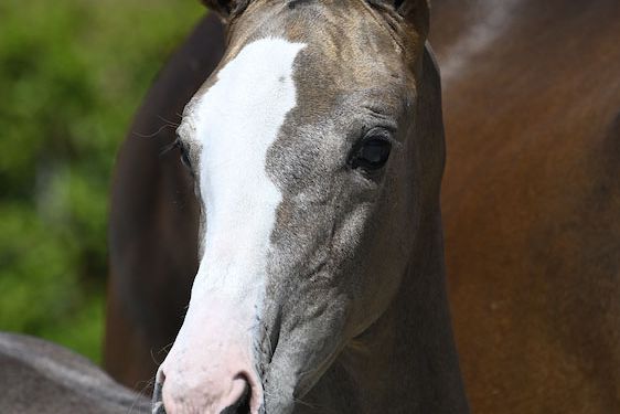 Cara-mel van 't Molenveld Z 2 Cara-mel van 't Molenveld Z 2