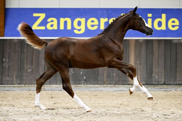 Claus B Z 3 Claus B Z 3