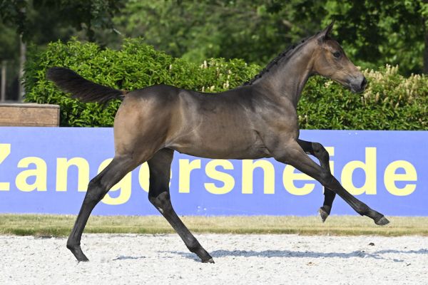 CLARICE DU RISOIR Z CLARICE DU RISOIR Z