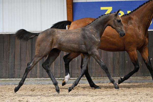 82 Clooney A & S Z 82 Clooney A & S Z