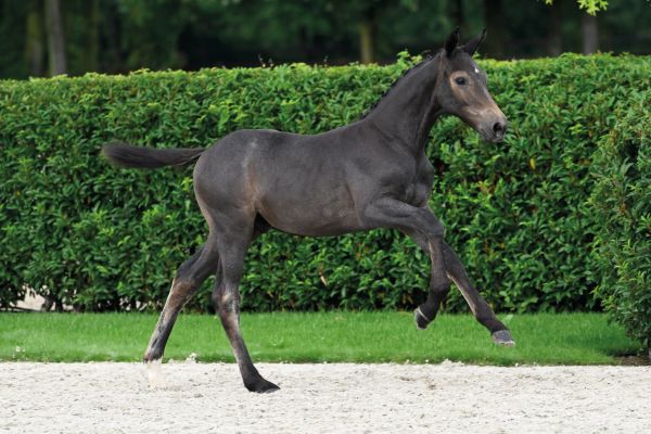 74 Cesar d'Ecaussinnes Z 74 Cesar d'Ecaussinnes Z