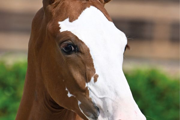 55 QEpsilon d'Inet Z 55 QEpsilon d'Inet Z