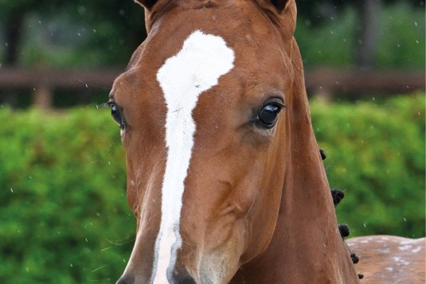 83 Colosseo MVD Z 83 Colosseo MVD Z