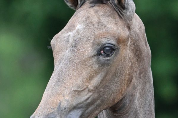 51 Ta Belle Z 51 Ta Belle Z