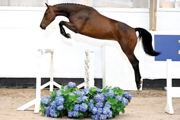 02 Querty V_H Ruytinxbos Z 02 Querty V_H Ruytinxbos Z