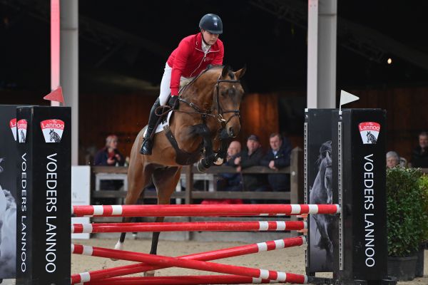 Approved stallion: In Love vd Moerhoeve x Comme d'Api vd Hacienda Z Approved stallion: Ube vd Bisschop ©paardenfotograaf