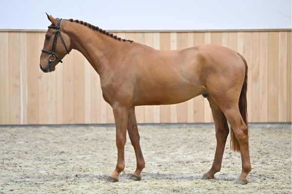 Together or Never - H Z Together or Never - H Z