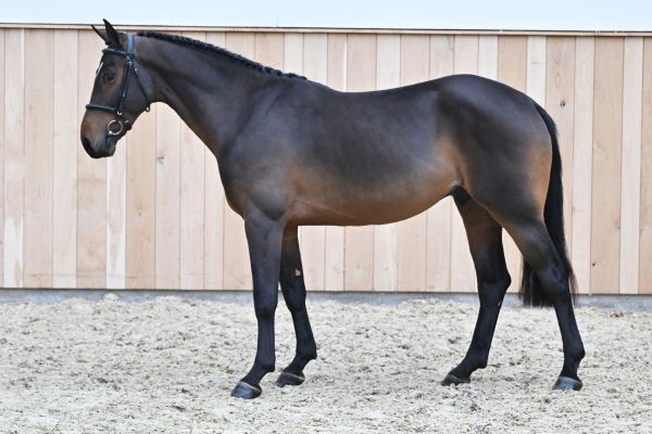 Daijoubu Tic Z Daijoubu Tic Z