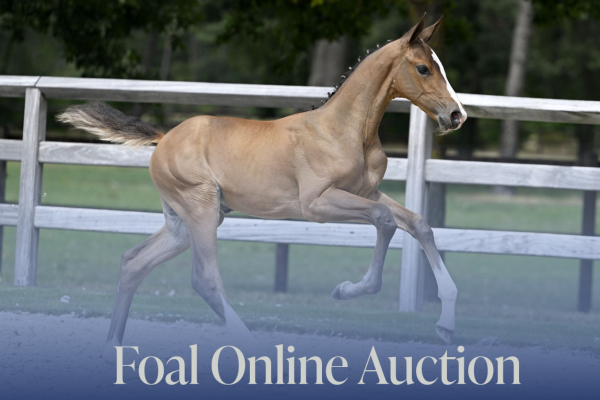 Foal Online Auction