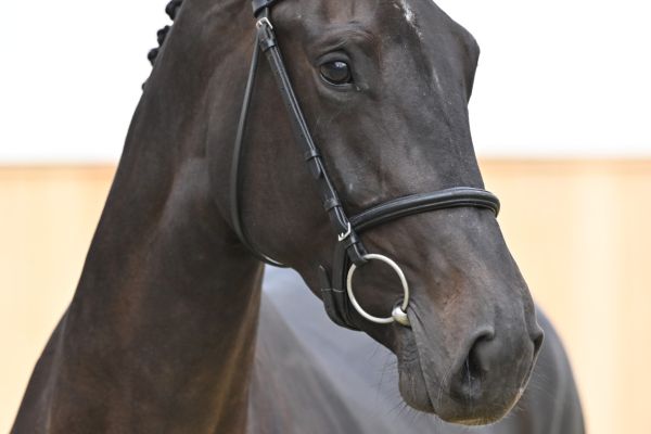 Daydream GT Z Daydream GT Z