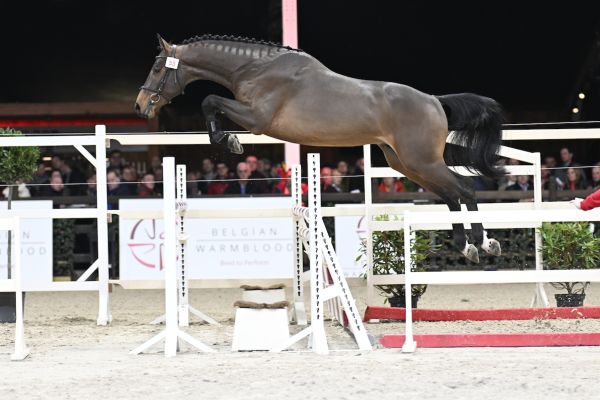 Vedet vh Vijverbos (Extra Z x Thunder van de Zuuthoeve) - © Paardenfotograaf