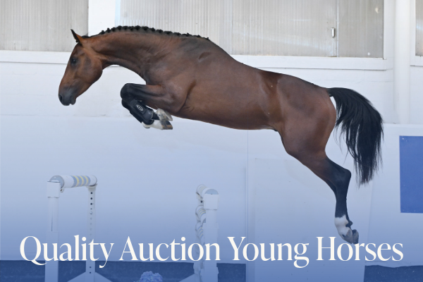 Quality Auction Young Horses