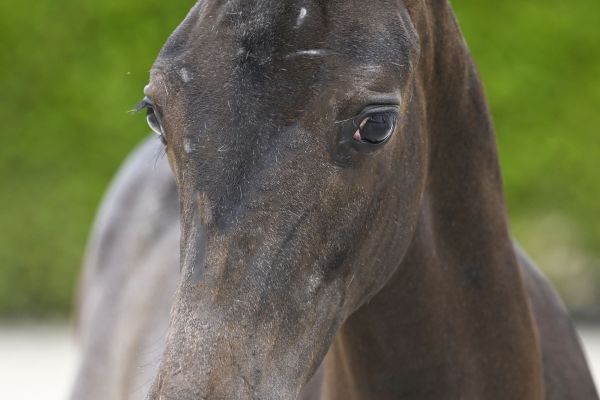 Chacco Blue x Calvino Z Checkmate Style VK Z