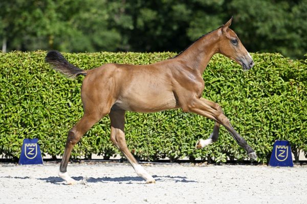 Kashmir v Schuttershof x Echo van 't Spieveld Kratos T40 Z