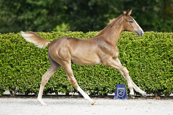 For Pleasure x Radjah d'Eole Fygo van Insha Z