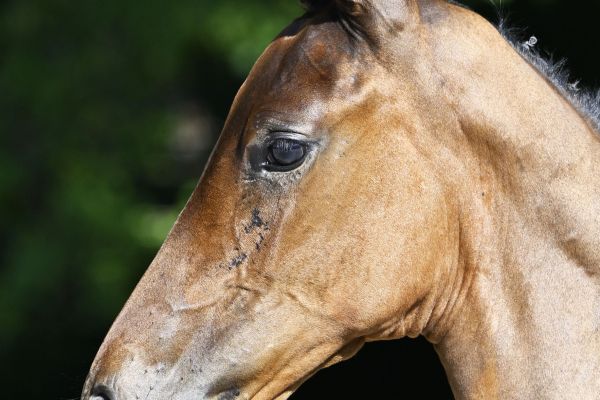 Chacco Blue x Diamant de Semilly Conthaga TJS Z