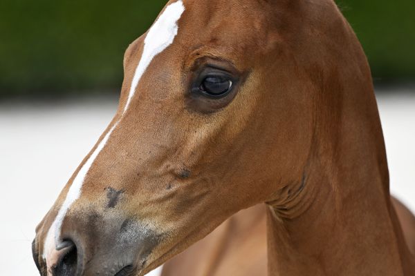 Heartbreaker x Querlybet Hero Highlight L3B Z