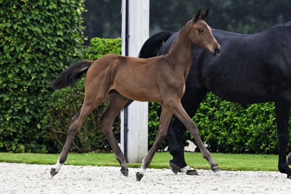 Balou du Reventon x Carthago Z Bamboo Hero Z