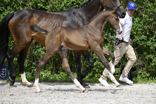 Adagio DCK Z Adagio DCK Z