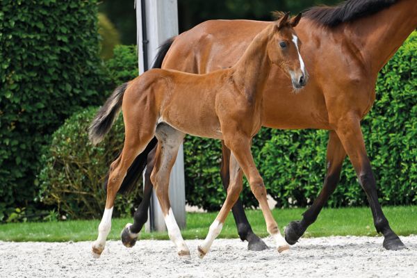 Belhème du Maillet Z Belhème du Maillet Z