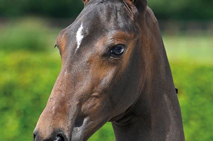 Baloubette EQ Z Baloubette EQ Z