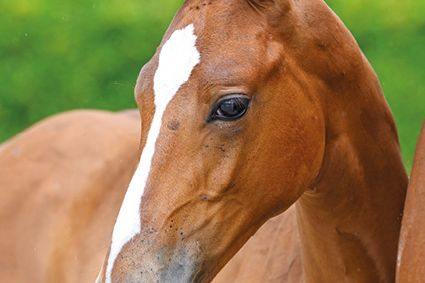 Be My Kitona VK Z Be My Kitona VK Z