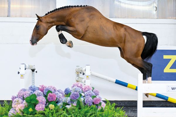 Denzel The One Z Denzel The One Z