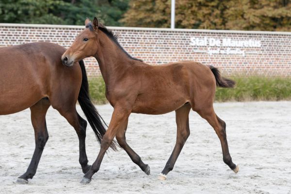 Dalton de Mauretus Z. Dalton de Mauretus Z.