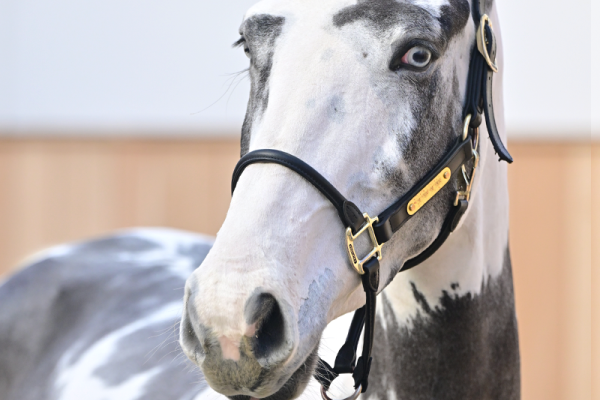 Balou du Rouet x Nartago Mickey Blue Eyes OL