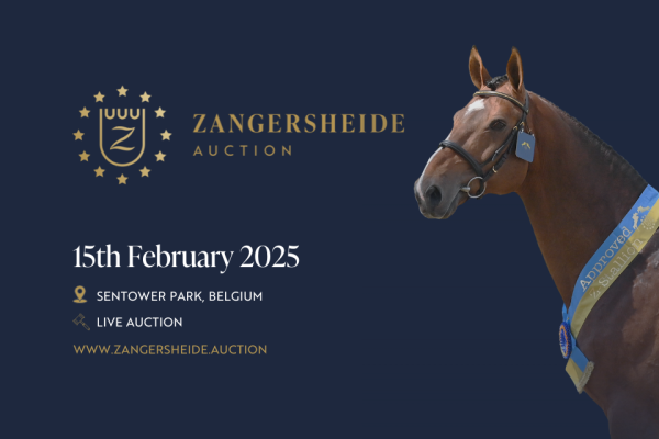 Zangersheide Stallion Auction 2025 Zangersheide Stallion Auction 2025
