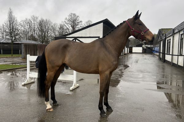 Charly DHF Z Charly DHF Z